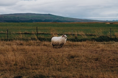 晴朗的蓝天下，农场围栏上的白棕色公羊